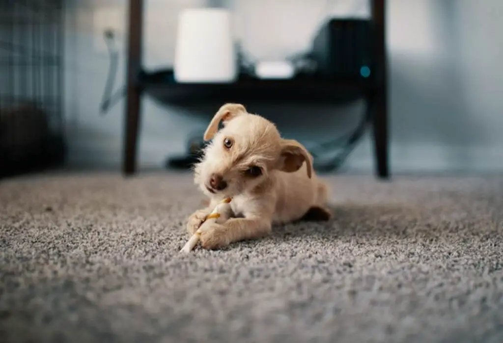 A small dog laying on the carpet with a treat in its mouth.