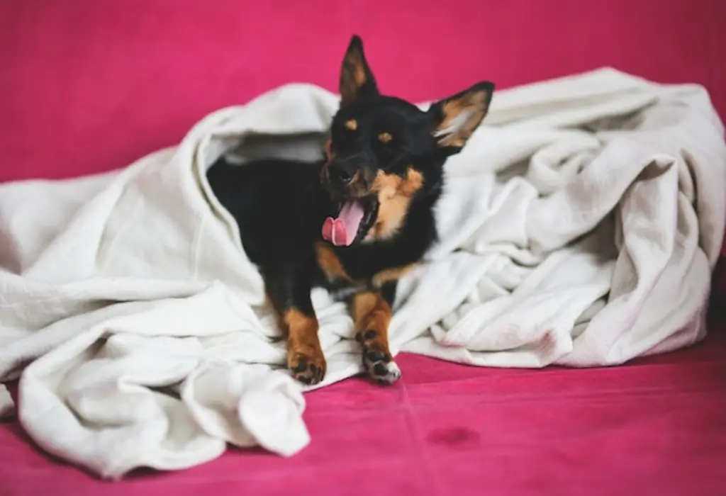 A small dog tucked under a blanket yawning