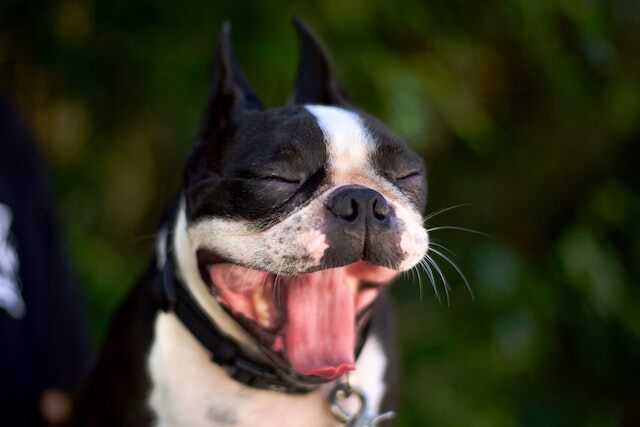 A French Bulldog yawning.