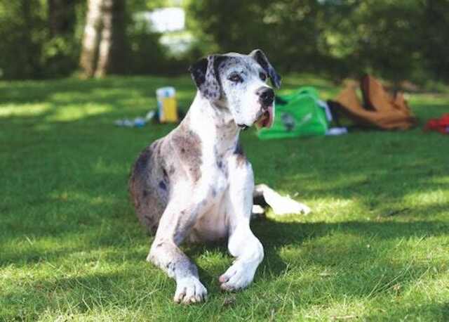 A Great Dane laying on grass.