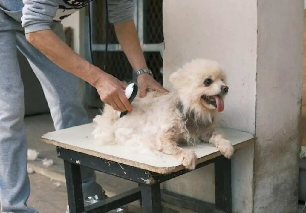 A dog groomer shaving a small white dog.