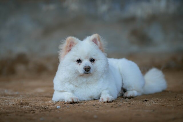 A white Pomeranian laying down on the carpet.