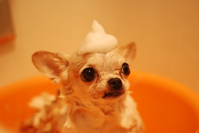A Chihuahua getting washed.