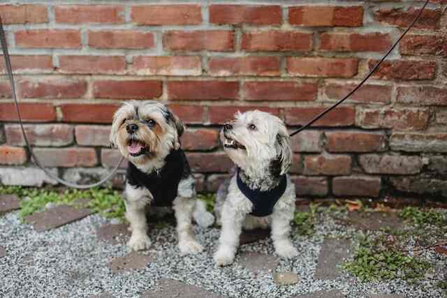 Two small dogs on a leash.