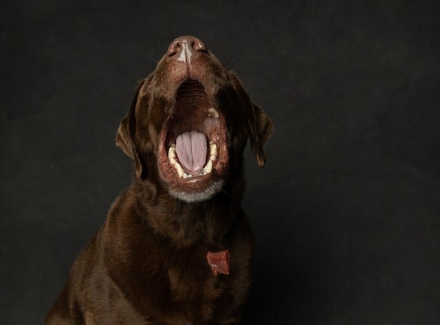 Photo of a Labrador Retriever Yawning
