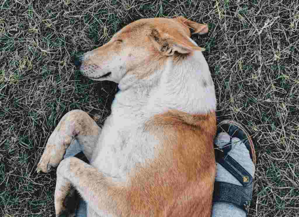 A dog laying down on its owner's feet.