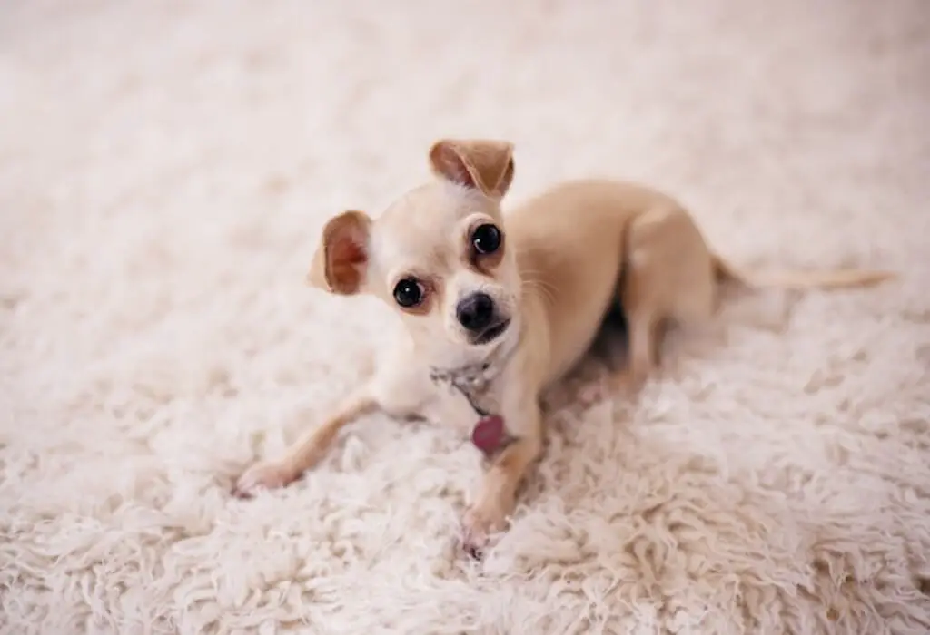 A brown chihuahua laying on a carpet.
