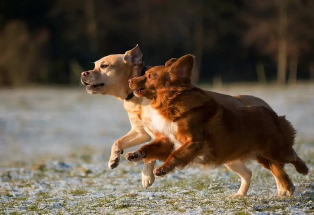Two dogs playing with each other.