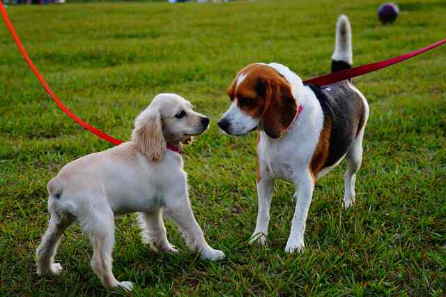 A couple of small dogs on a leash at a park.
