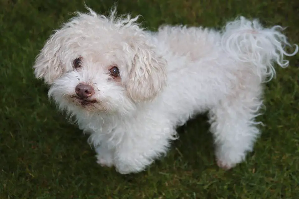 A Bolonka posing for a photo in the backyard.